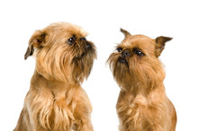 A Couple Of Griffon Bruxellois Dogs