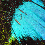 Paris peacock butterfly wing detail texture pattern
