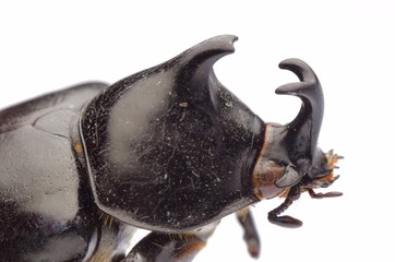 Poster - giant scarab rhino beetle