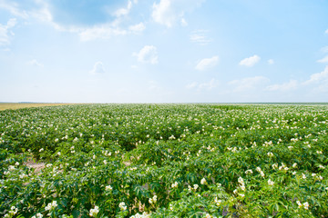 Canvas Print - flowers of potato