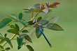 Dragonfly resting on rose leaves