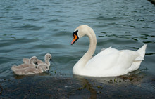 White Swan With Cygnets On Lake
