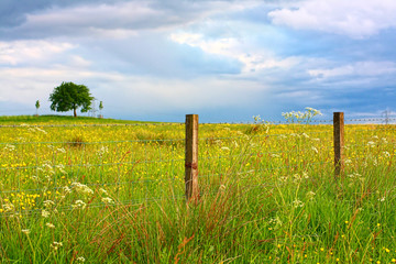 Wall Mural - Scenic Scottish landscape with wildflowers