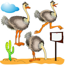 Ostrich Runs, Covers Head Sand And Cost(stand)s On Background C