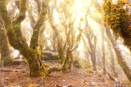 dziewicze-gorskie-lasy-deszczowe-z-marlborough-nz