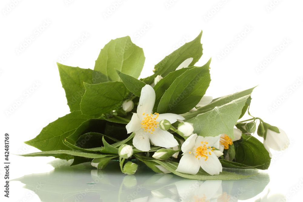 beautiful jasmine flowers with leaves isolated on white