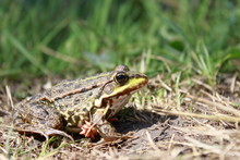 Green Frog In The Grass In The Summer