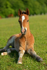 Wall Mural - Horse