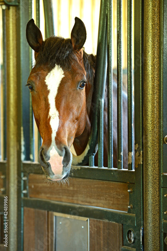 Naklejka na drzwi Koń w stodole