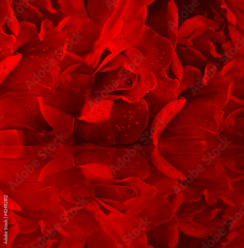 Red roses with dew - 42492812