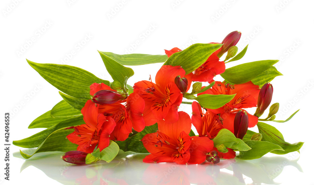 Alstroemeria red flowers isolated on white