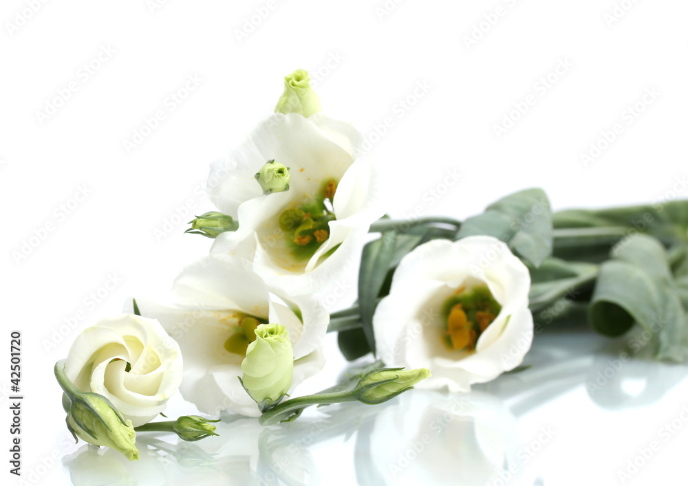 beautiful spring flowers isolated on white