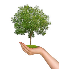 Wall Mural - tree in hand