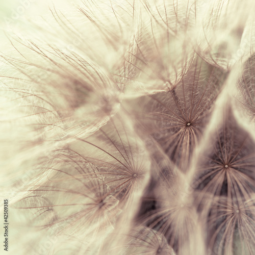 Naklejka dekoracyjna Abstract closeup of a meadow salsify