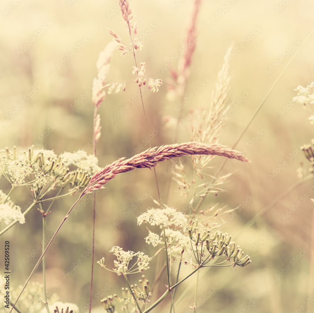 summer-meadow