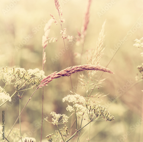 Nowoczesny obraz na płótnie Summer Meadow