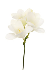 Canvas Print - Beautiful freesia isolated on white