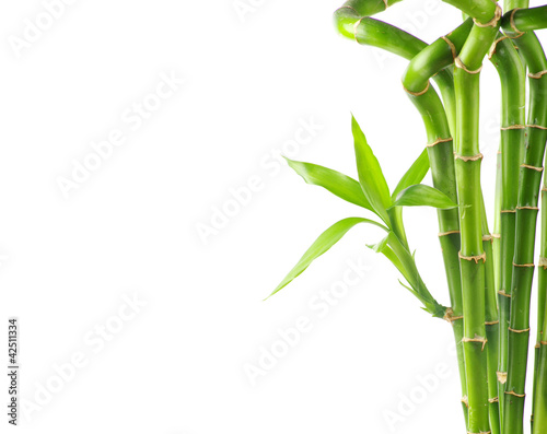 Naklejka na szybę Bamboo