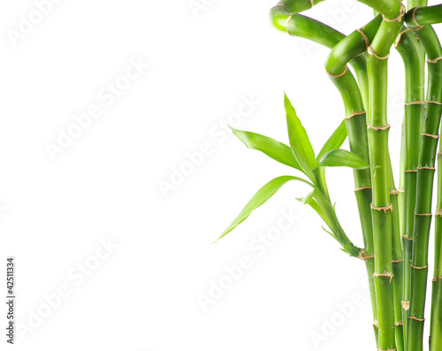 Naklejka dekoracyjna Bamboo