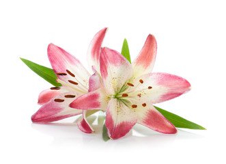 Two pink lily