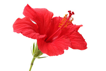 hibiscus flower