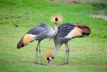 Two Crowned Crane