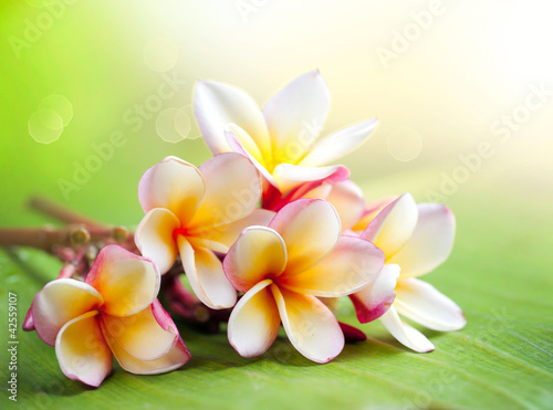 Plakat na zamówienie Frangipani Tropical Spa Flower. Plumeria. Shallow DOF