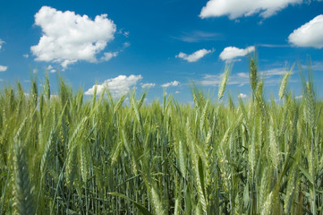 Wall Mural - Wheat field
