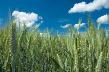 Wall Mural - Wheat field