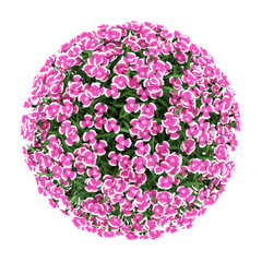 Wall Mural - top view of alpine pink flowers isolated on white background