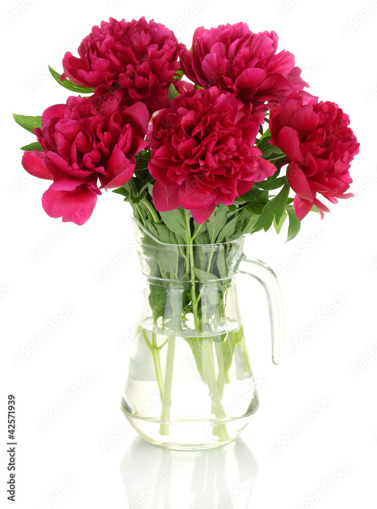 beautiful pink peonies in glass jar with bow isolated on white