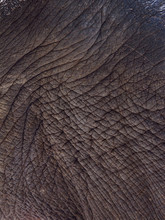 Elephant Skin,texture