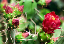 Blooming Cactus Closeup