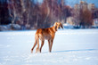 dog winter portrait