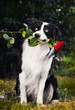 Dog portrait with flower