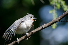 Young Tufted Titmouse Singing In A Tree