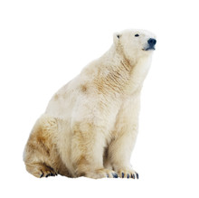 Polar Bear. Isolated Over White
