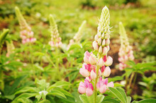 Pink Lupine Flowers