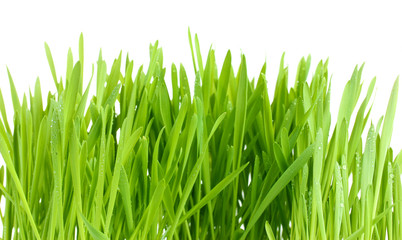 Wall Mural - beautiful green grass isolted on white