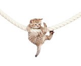Fototapeta Koty - little cat clutching at rope isolated on white background