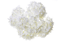 White Flower Hydrangea Isolated On White