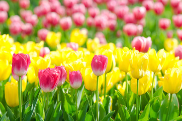 Wall Mural - Flowers tulips in the garden