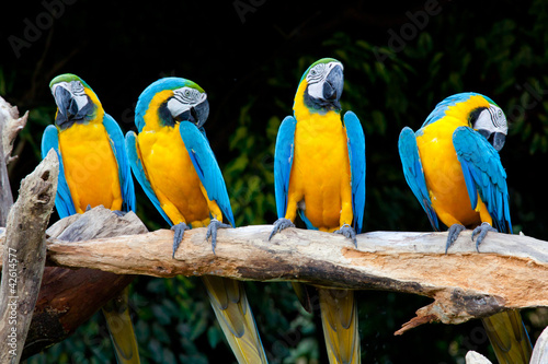 Obrazy papugi  kolorowe-ary