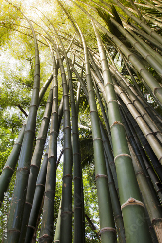 Naklejka na drzwi Bamboo forest