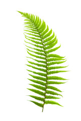 Wall Mural - Fern