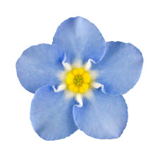 Forget-me-not Blue Flower Isolated On White