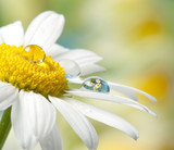 daisy with drop with mirroring effect