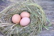 Wiejskie swojskie jajka w gnieźdżie kura 