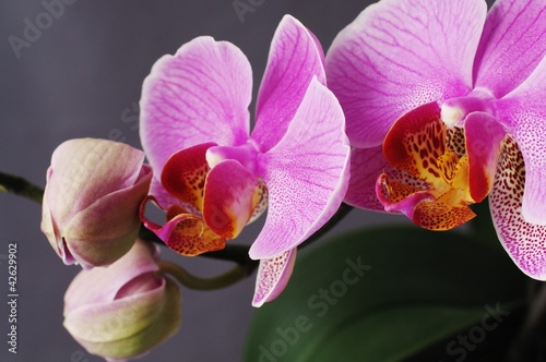 Naklejka na drzwi Orchid