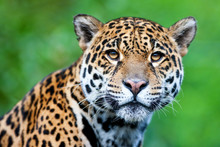 Jaguar - Panthera Onca